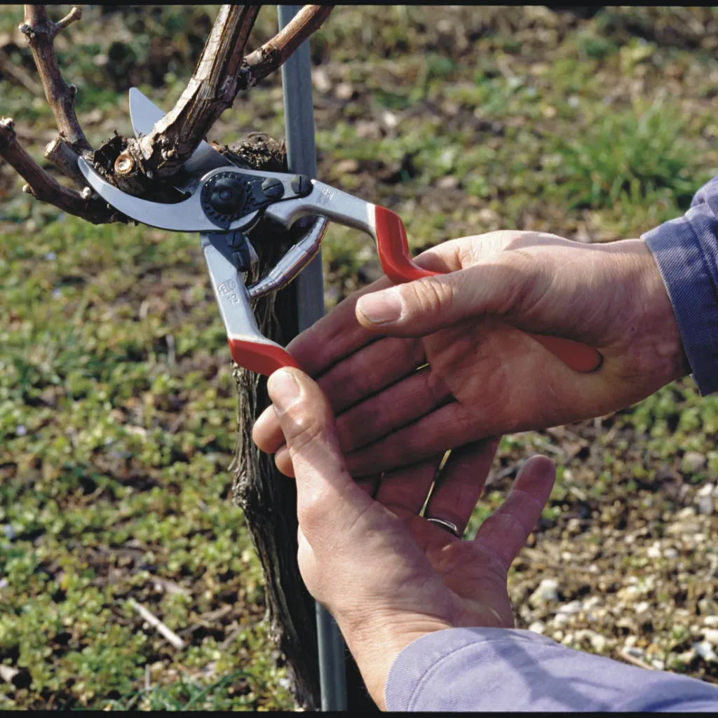 Square_in_use_PNG-FELCO-13-VITICULTURE-2005-053-jpg.webp